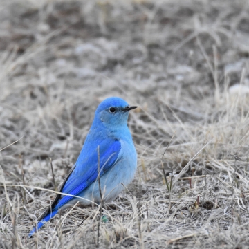 Mountain Bluebird Nestbox Trail Project | U.S. Fish & Wildlife Service